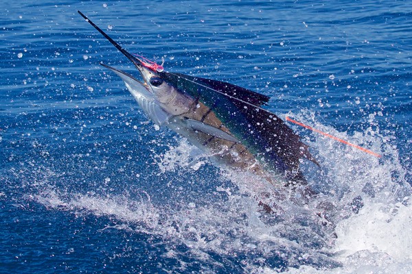 Subject: Pesca Deportiva deja jugosas ganancias al país pero industria náutica aboga por mejoras y preservación de especies marinas