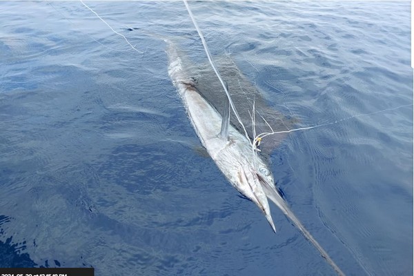 Cientos de Pez Vela y Marlin flotan muertos en las aguas del golfo dulce como consecuencia de la pesca ilegal
