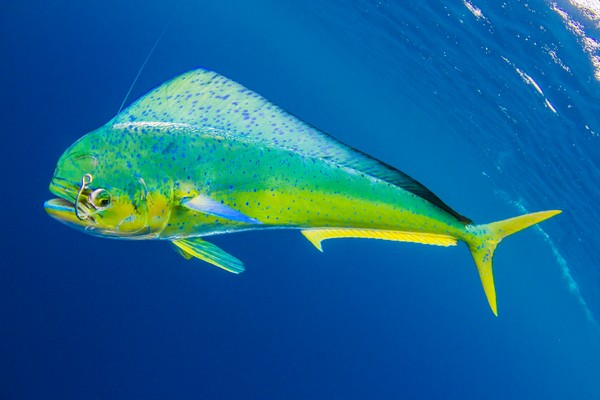 Pez vela en declive, pero el atún y el dorado (mahi mahi) prosperan en el Pacífico costarricense