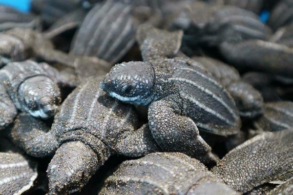 Místico hace un llamado a proteger  los nidos de tortuga lora